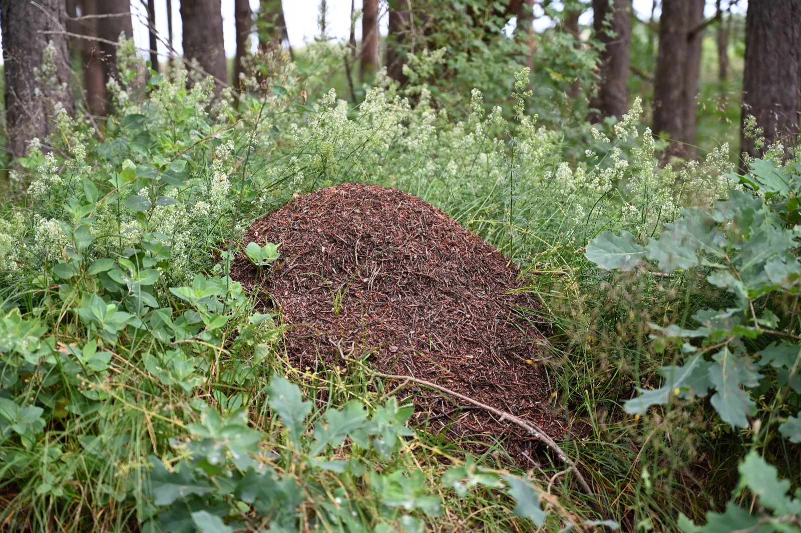 Colônia de formigas vermelhas trabalhando em um tronco.